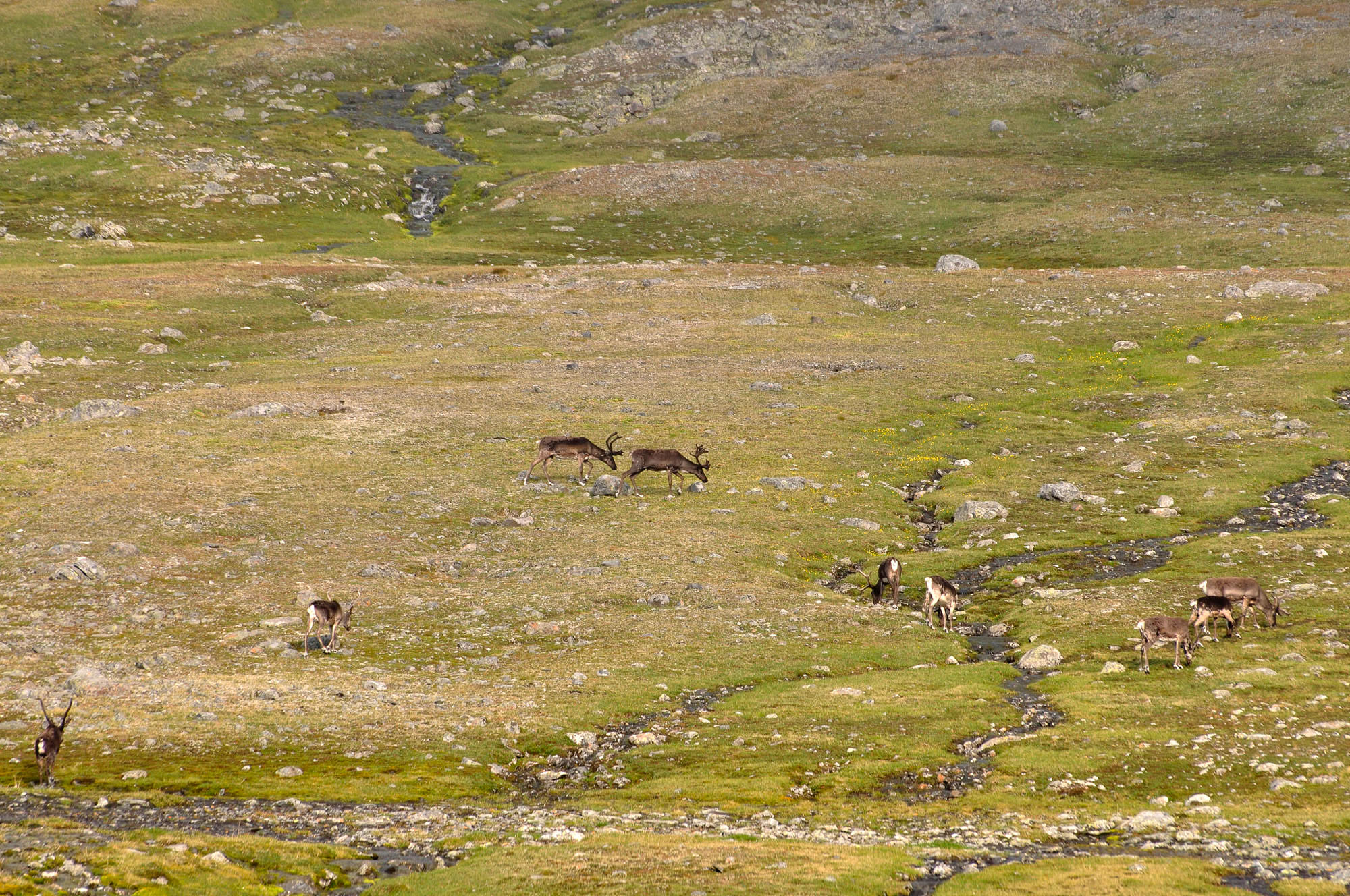 Abisko2010_w24.jpg