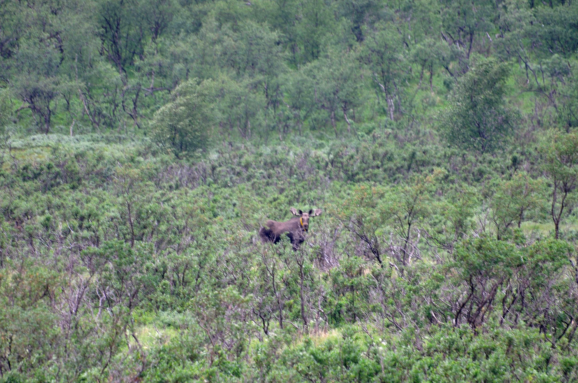 Abisko2010_w31.jpg