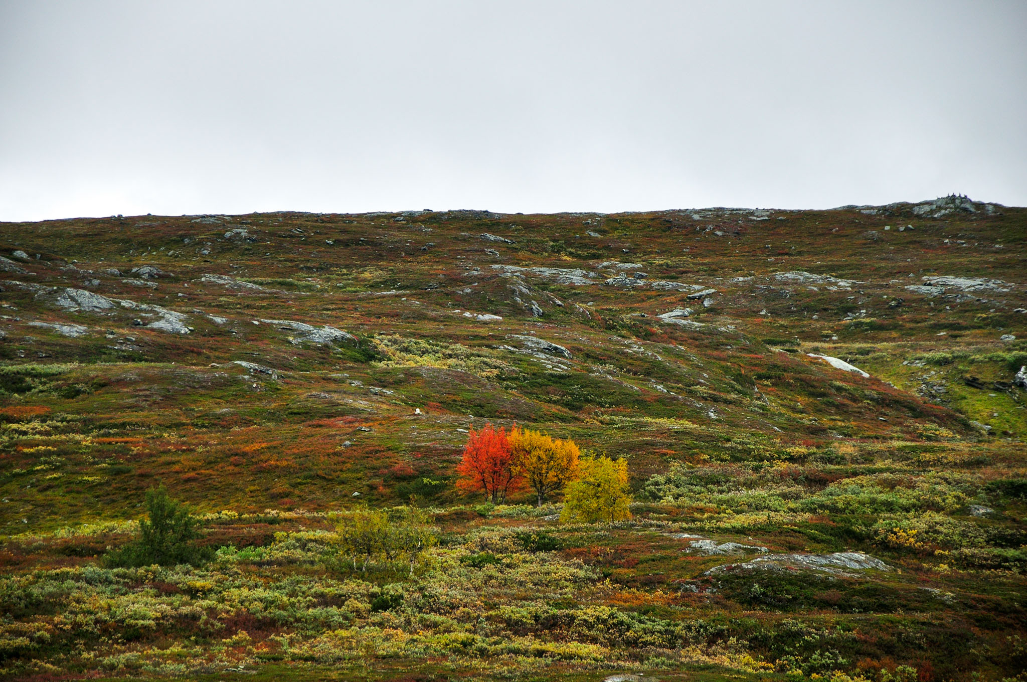 Padjelanta2016A-600.jpg