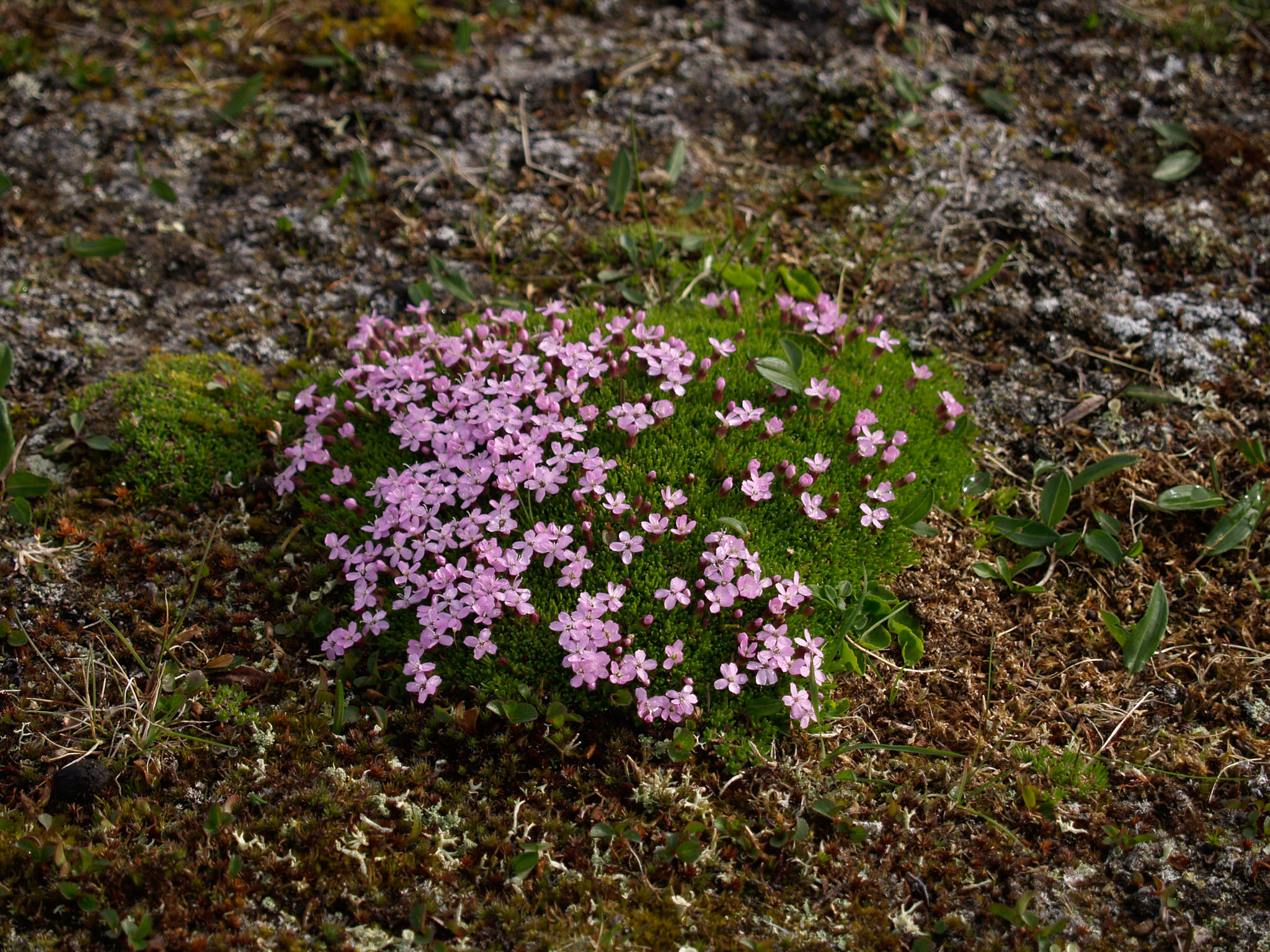 Sarek2007_WEB107.jpg