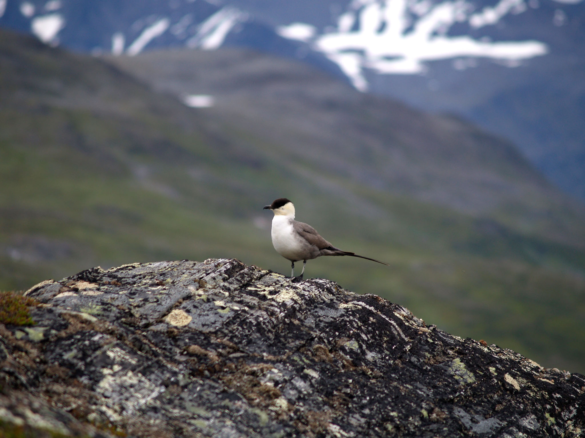 Sarek2007_WEB173.jpg