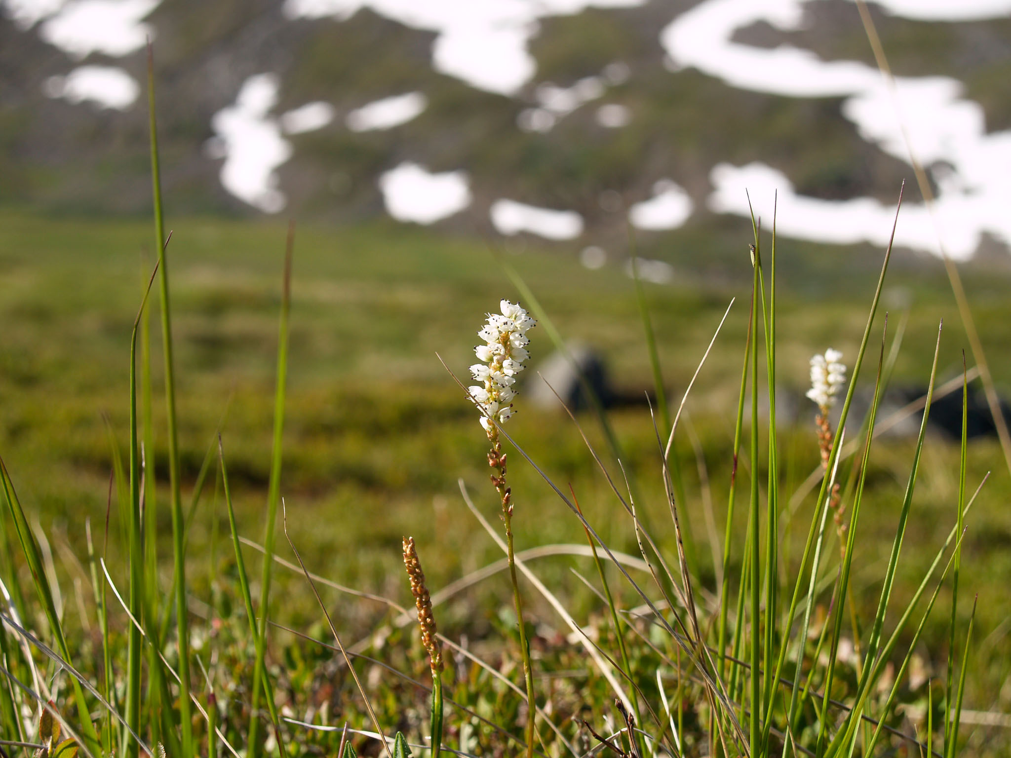 Sarek2007_WEB193.jpg