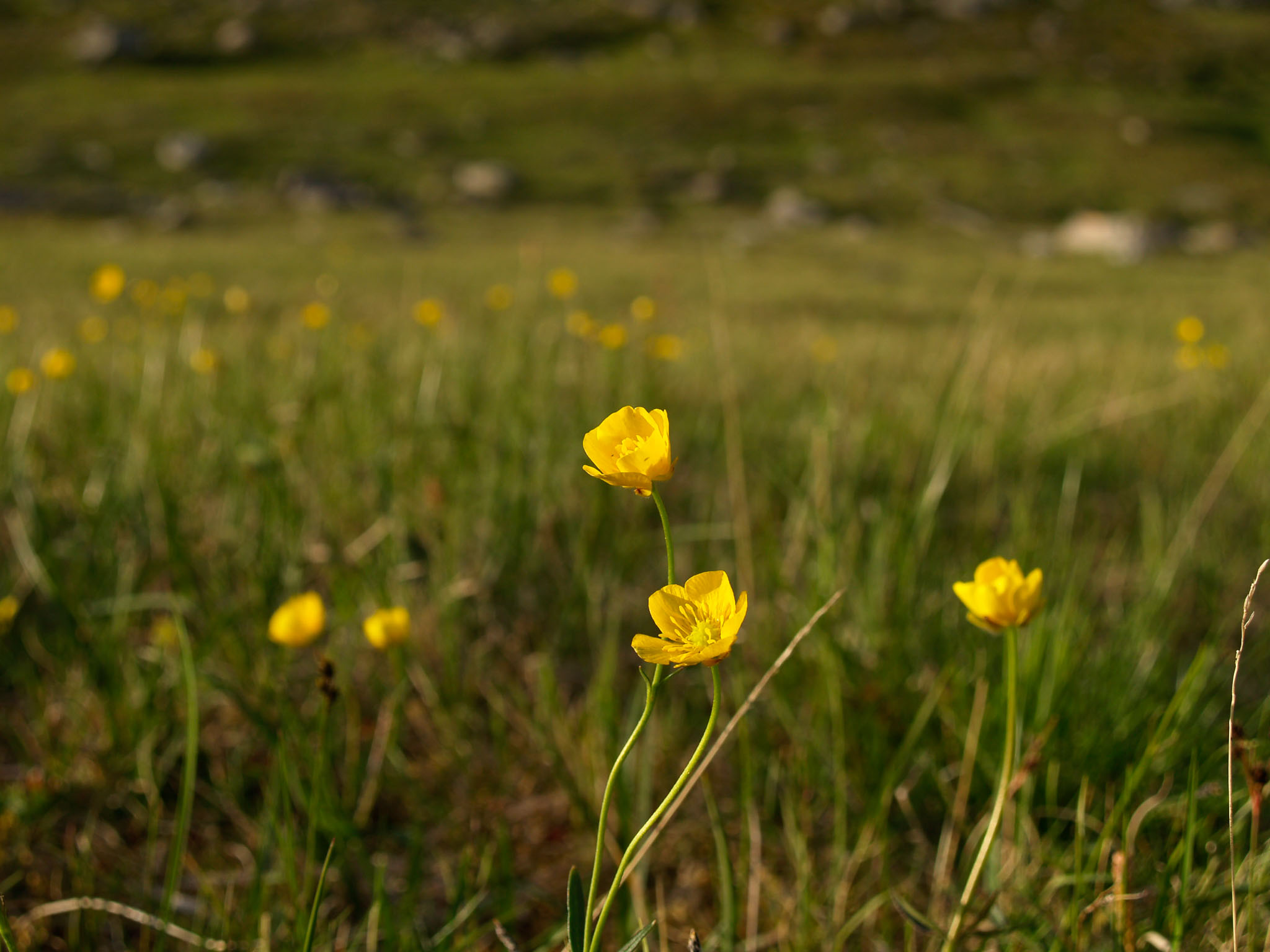 Sarek2007_WEB234.jpg