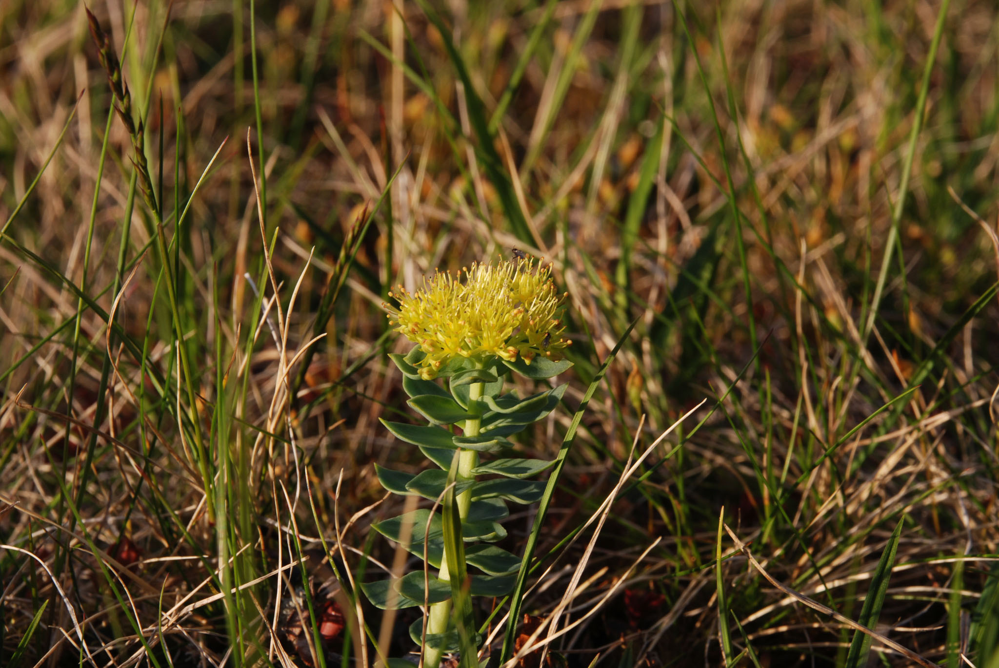 Sarek2007_WEB236.jpg