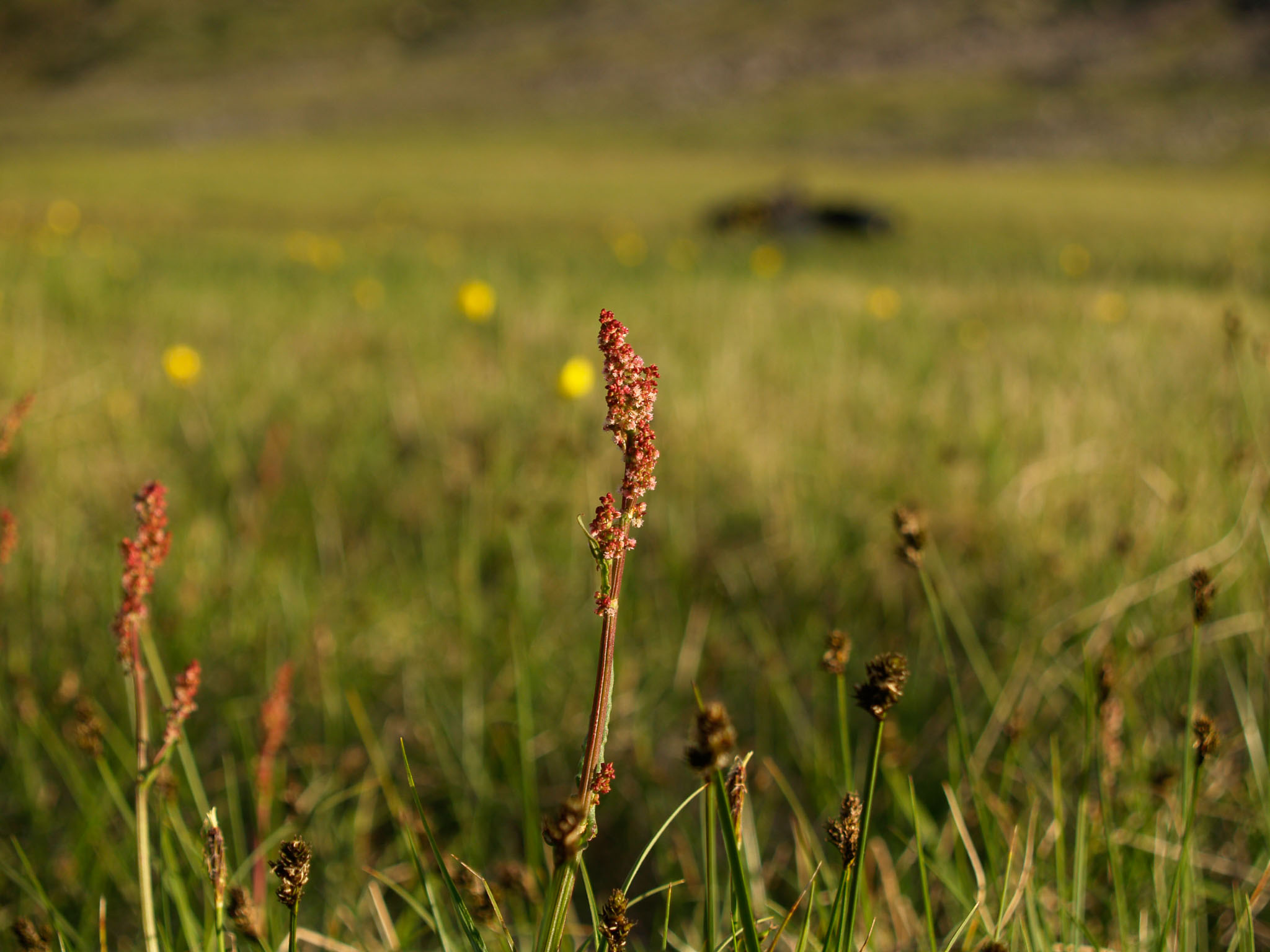 Sarek2007_WEB237.jpg