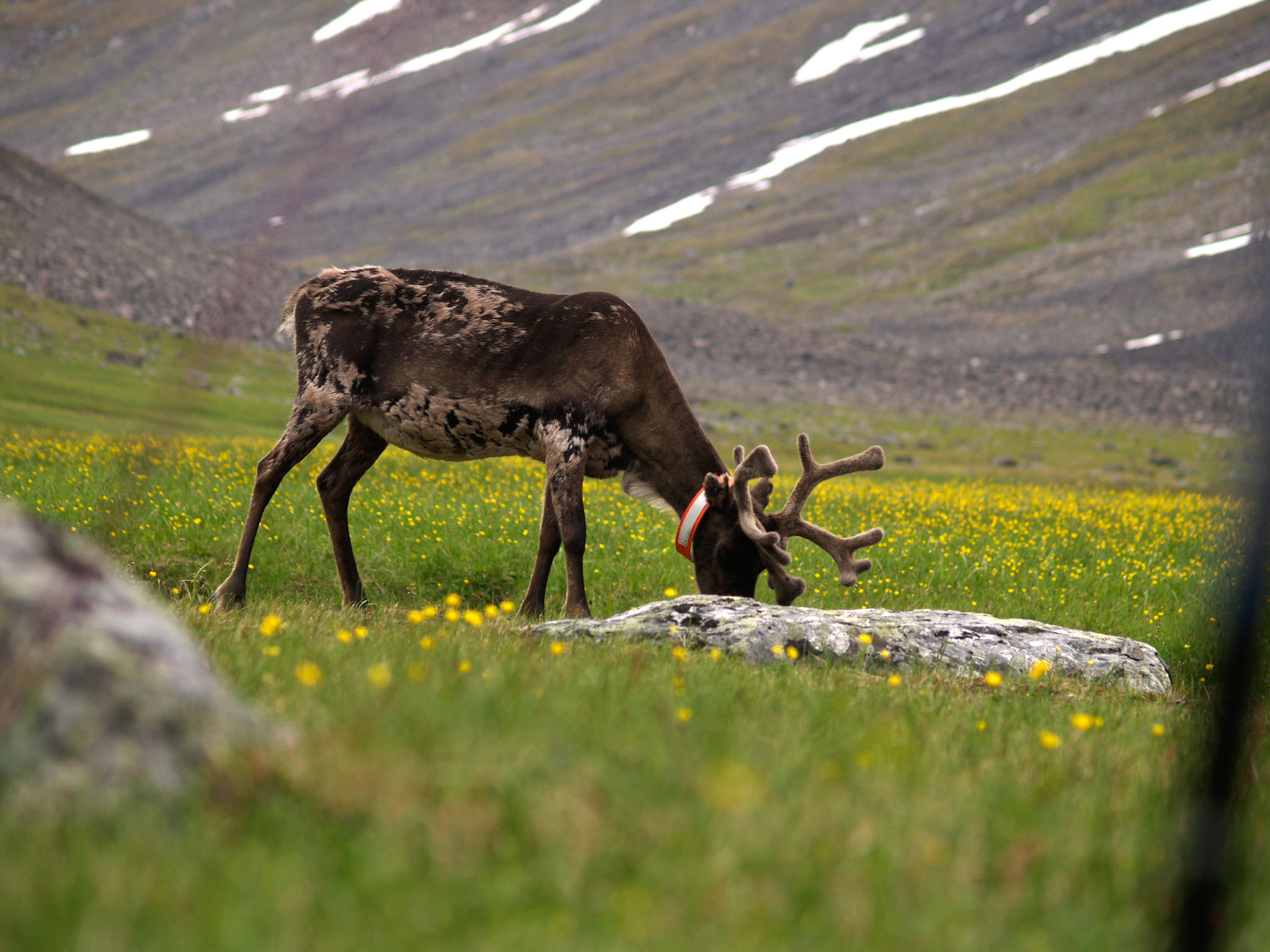 Sarek2007_WEB253.jpg