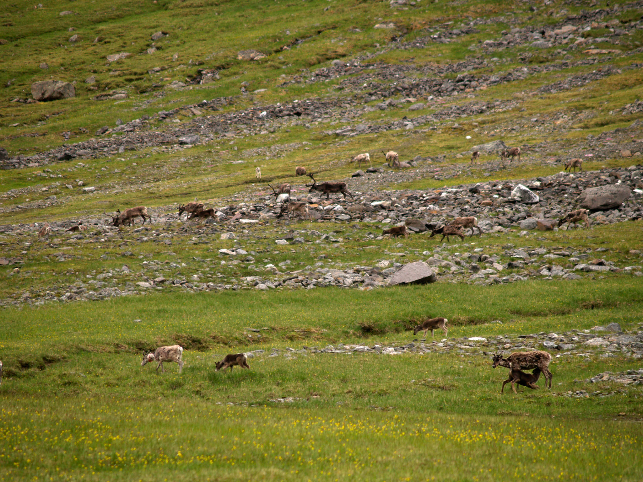 Sarek2007_WEB255.jpg