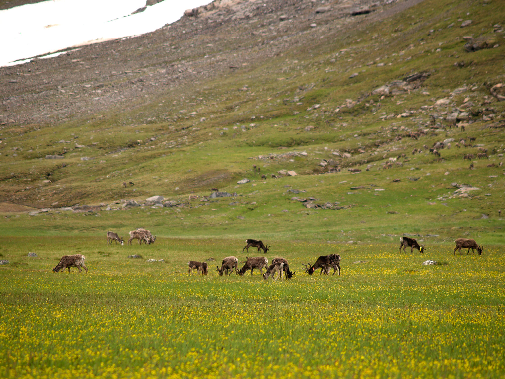 Sarek2007_WEB256.jpg