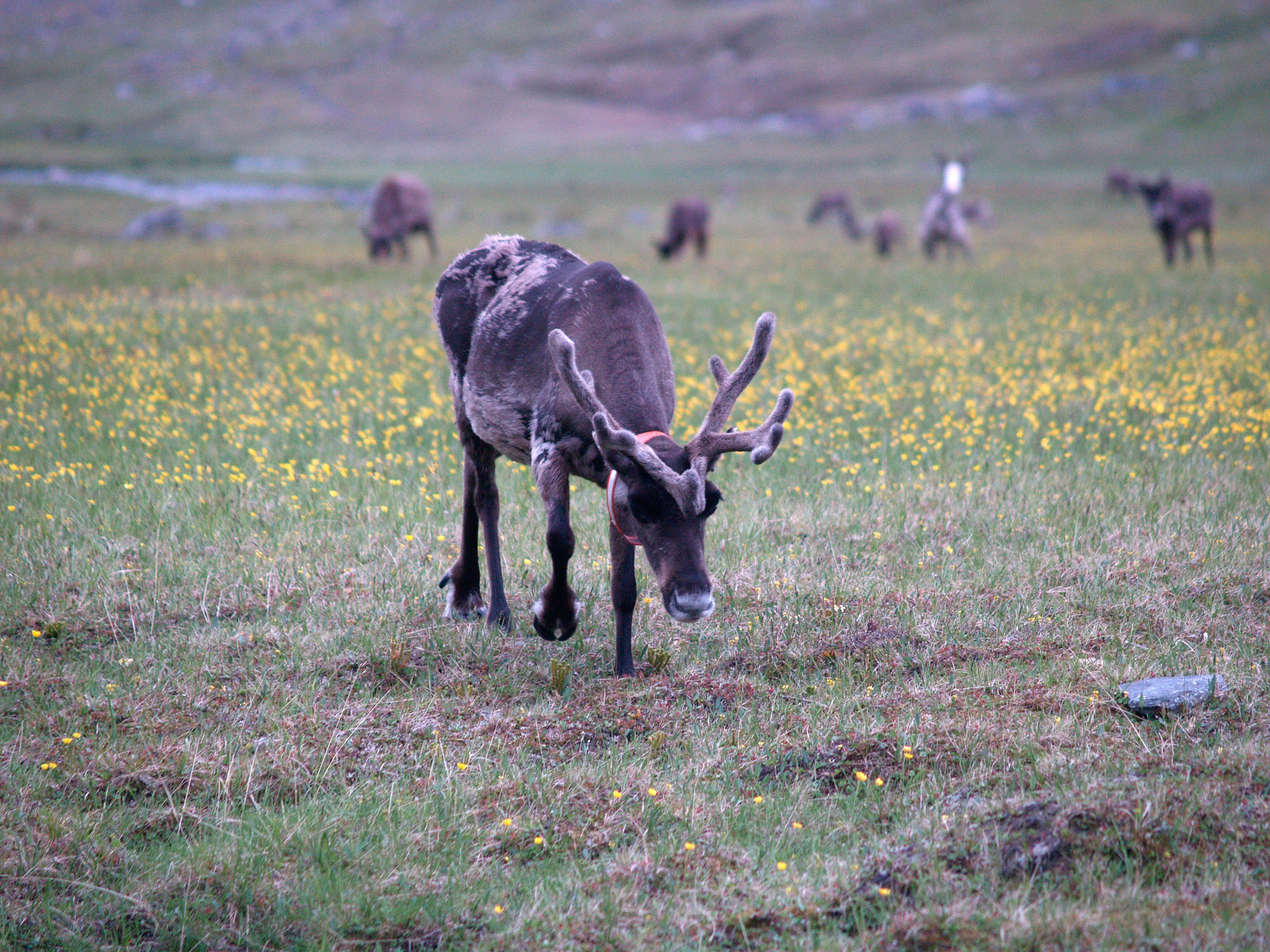 Sarek2007_WEB258.jpg