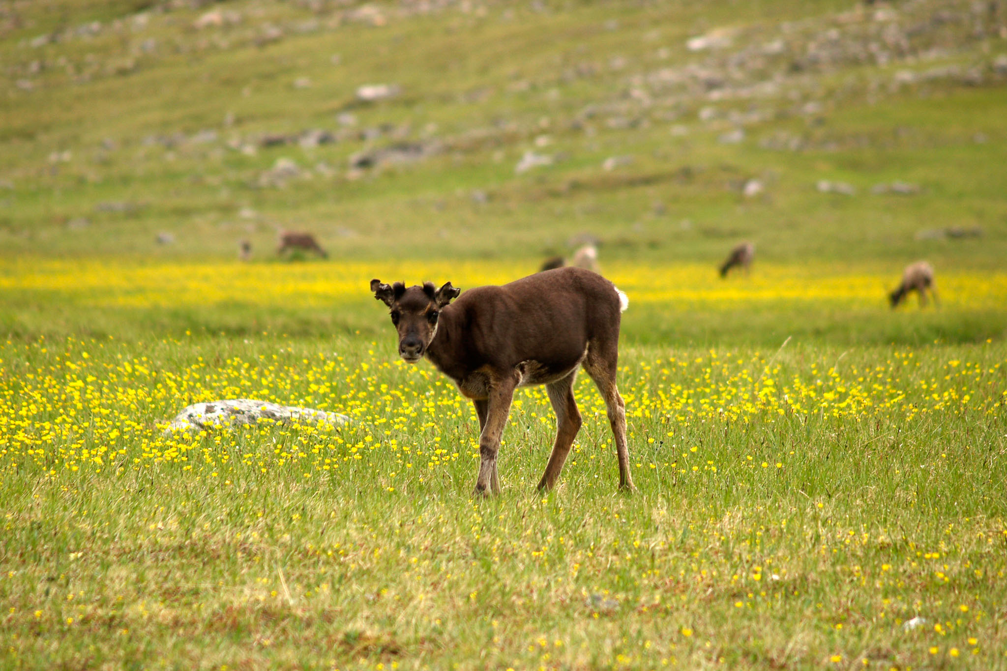 Sarek2007_WEB264.jpg