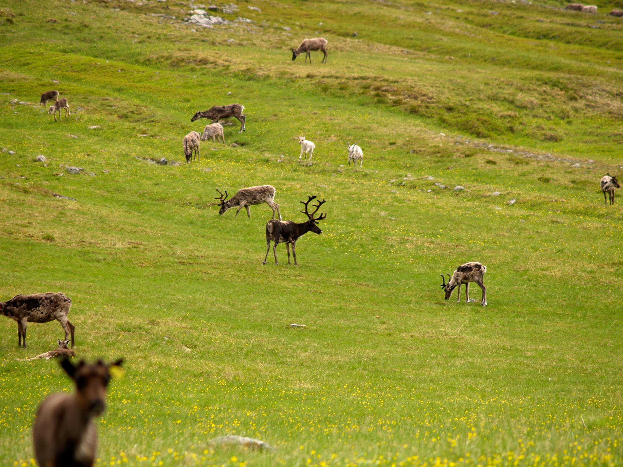 Sarek2007_WEB267.jpg