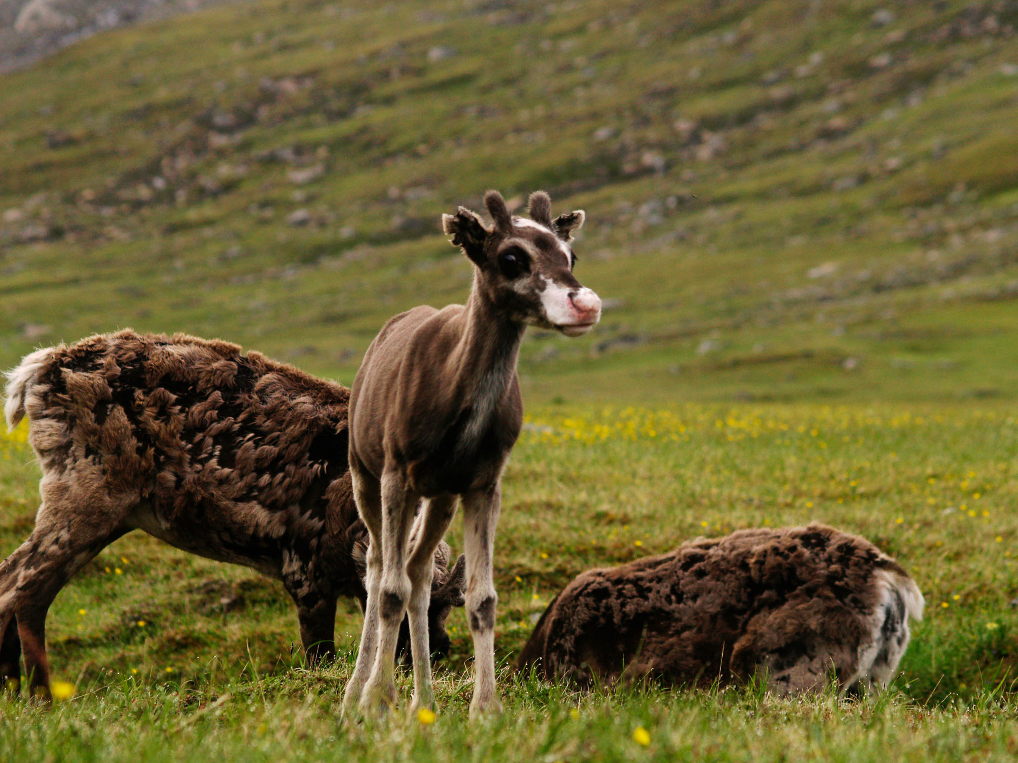 Sarek2007_WEB279.jpg