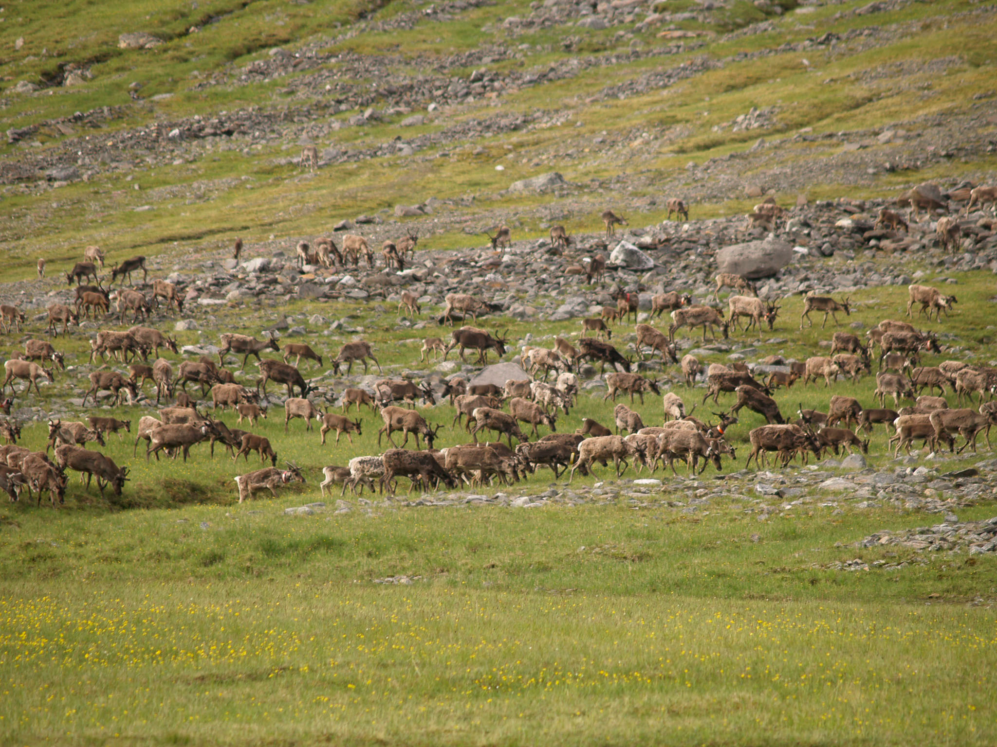 Sarek2007_WEB289.jpg