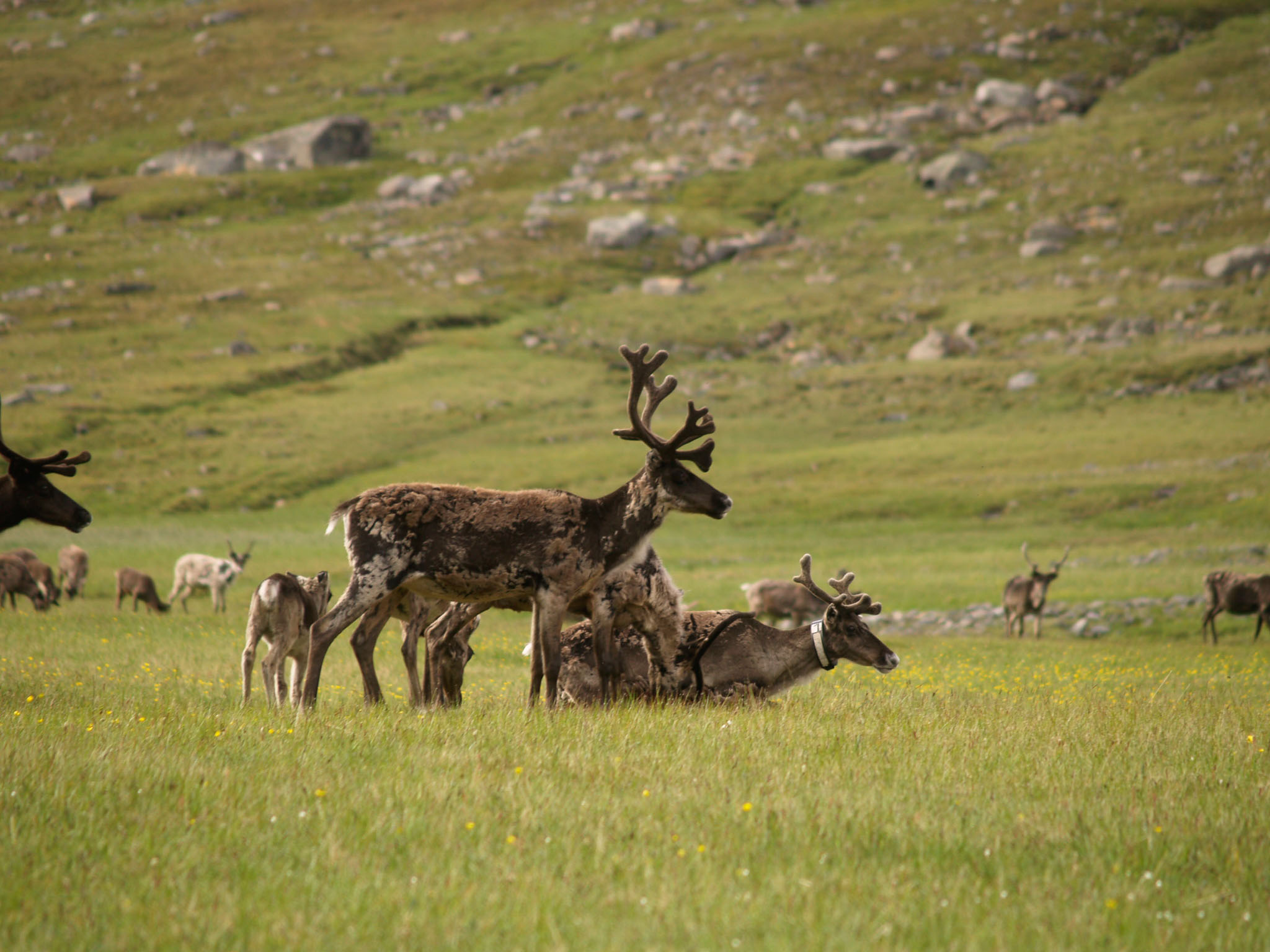 Sarek2007_WEB290.jpg