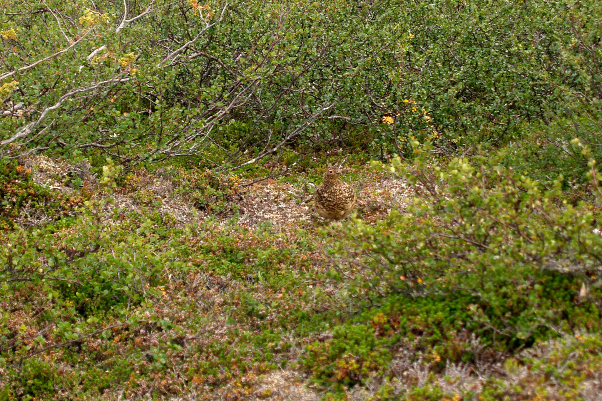 Sarek2007_WEB361.jpg