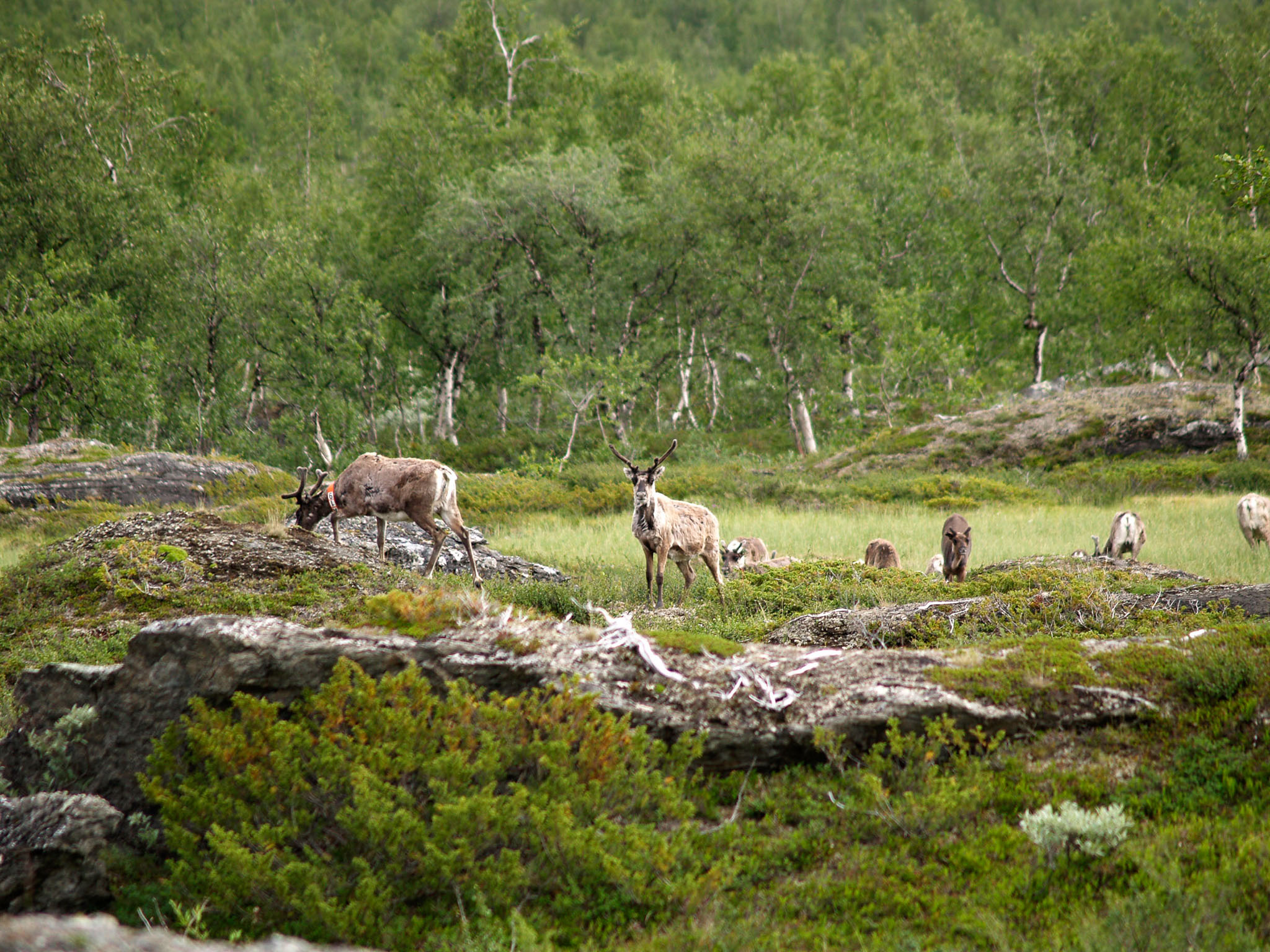 00033Sarek-2006.jpg