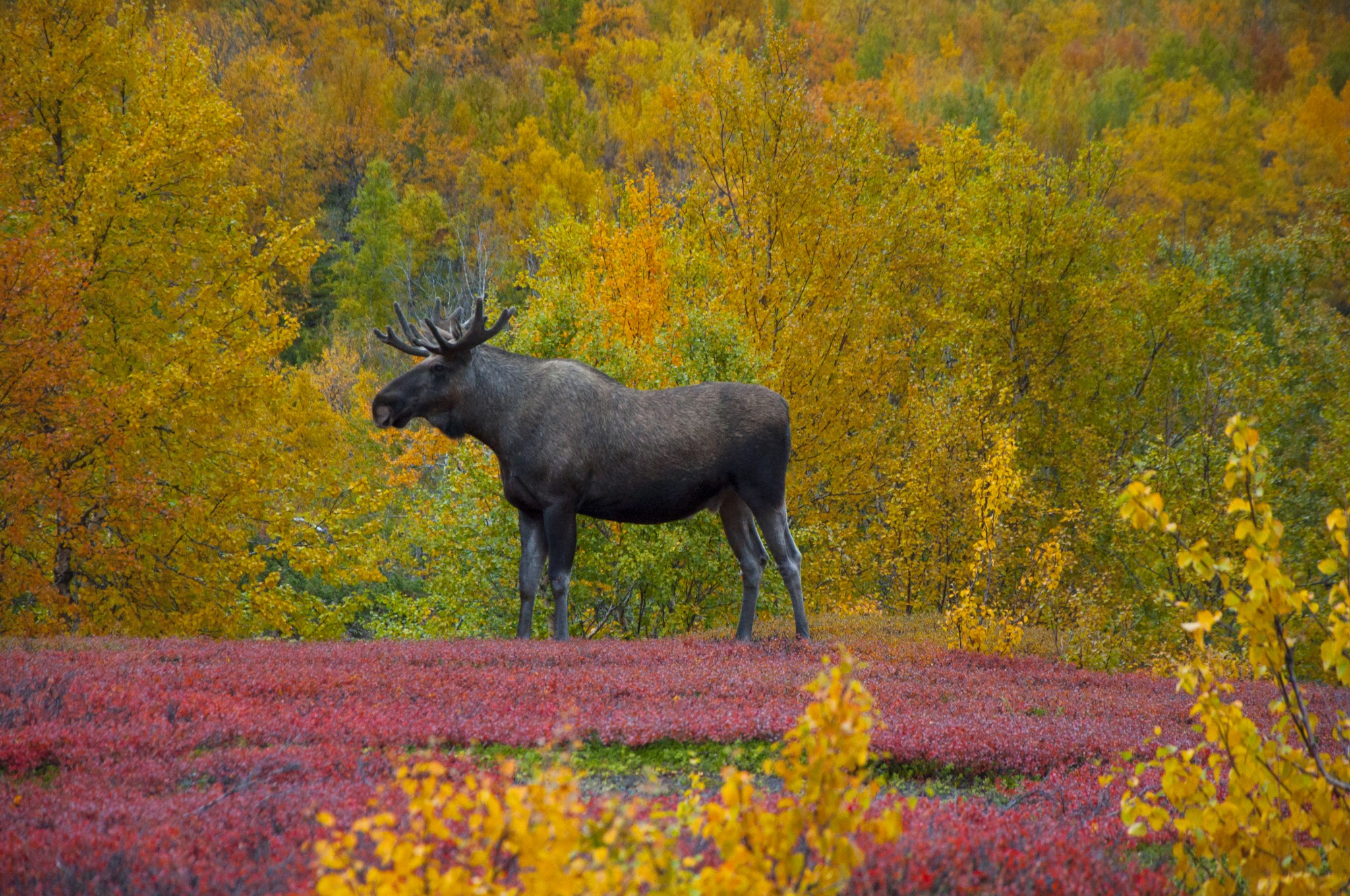 Abisko2017_02_DSC0074.jpg