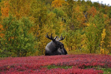 Abisko2017_02_DSC0046C.jpg