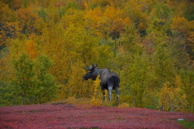 Abisko2017_02_DSC0083.jpg