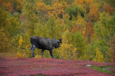 Abisko2017_02_DSC0085.jpg